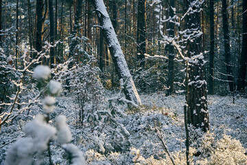 zimowe drzewa i gałęzie