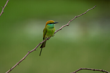Green bee eater_Merops orientalis