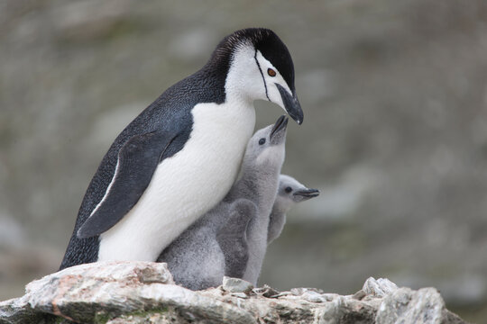 South Orkney chinstrap penguin with cub close-up on a cloudy winter day