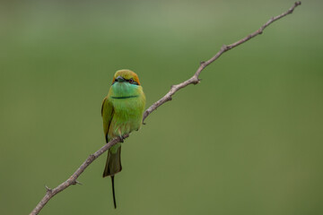 Green bee eater_Merops orientalis