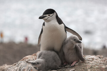 South Orkney chinstrap penguin with cub close-up on a cloudy winter day © Iurii