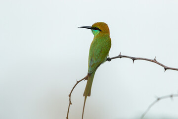Green bee eater_Merops orientalis