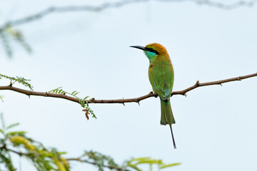 Green bee eater_Merops orientalis