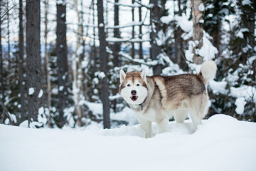 Portrait of red and white siberian husky in the winter snowy forest.