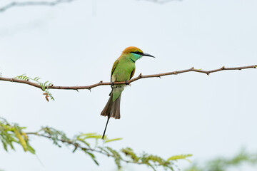 Green bee eater_Merops orientalis