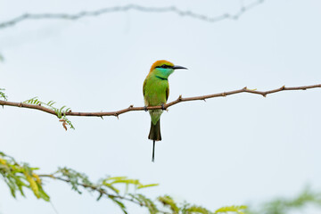 Green bee eater_Merops orientalis