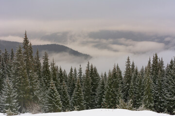 Winter Carpathian mountains in cloudy weather with foggy forests