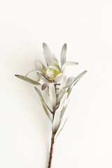 Fototapeta premium exotic flower close up isolated on white background neutral color. Poster