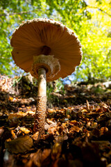 Macrolepiota procera mushroom of the Agaricaceae family