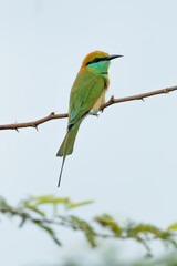 Green bee eater_Merops orientalis