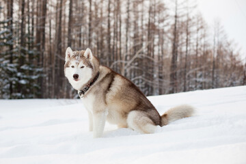 Portrait of gorgeous Husky dog sitting in the winter forest and relaxing at the sunset.