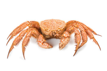 fresh cooked crab quadrangular hairy or red crab isolated on white background