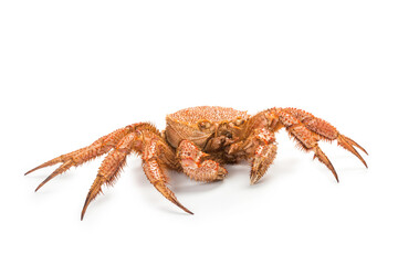 fresh cooked crab quadrangular hairy or red crab isolated on white background