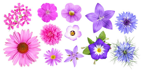 Group of different pink, violet and blue garden flowers, isolated