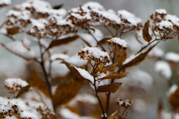 Forest floor of dry plants in a hoarfrost, close-up. Morning fog. Sunny winter day. Seasons, climate change, ecology, botany. Natural white background. Macro photography