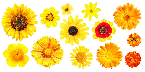 Group of different yellow and orange garden flowers, isolated