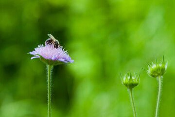 A honey bee sits on a purple meadow flower and searches for pollen, against a green background