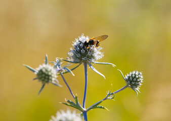 wasp collects nectar and pollen on Blue thistle flowers or blue eryngo or flat sea holly in summer day. Natural background. Selective focus