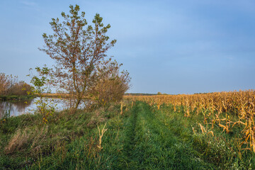 Autumnal cornfield over Bzura River in Masovia region of Poland