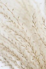 pampas grass neutral beige color background close up. Plant texture. Poster. Scandinavian...