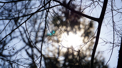 silhouette of a tree