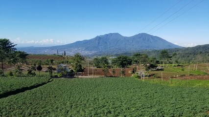 vineyard in the mountains