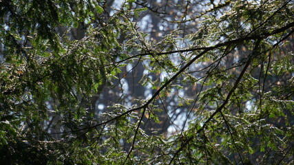 Fototapeta premium tree in the woods