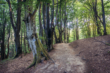 Forest on the Mount Tarnica, near Wolsate village in Bieszczady National Park, Subcarpathian Voivodeship of Poland