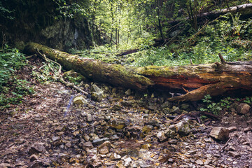 Tree on a path along River Hornad in park called Slovak Paradise, Slovakia