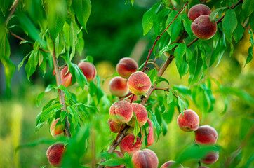 Beautiful peach tree with lots of fruit