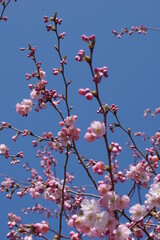 cherry blossom