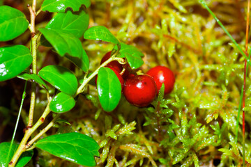 Cowberry bushes with ripe berries in the forest.