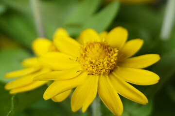 flower in garden