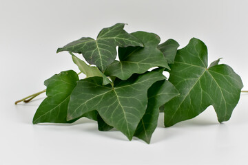 Duże, zielone liście bluszczu na jasnym tle/ © Krzysztof Głowacki