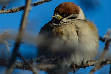 bird on a branch
