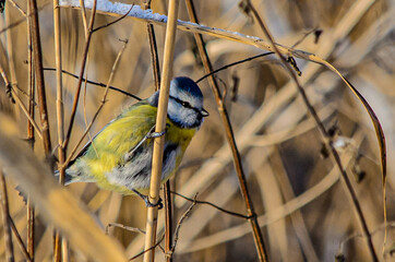 bird on a branch