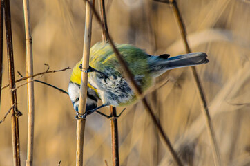 bird on a wire