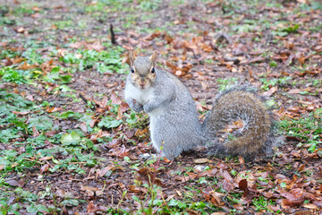 Grey Squirrel portrait
