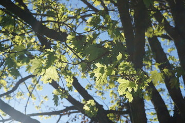 leaves against blue sky
