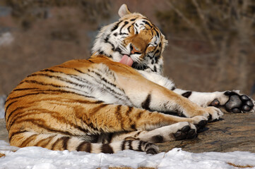 Siberian Tiger grooming on a rock in winter