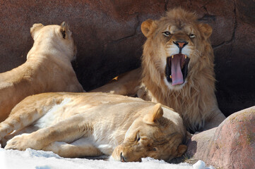 Growling male lion in den with two females
