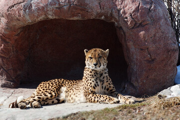 Alert Cheetah reclining in front of a den in winter