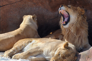 Roaring male lion in den with two females