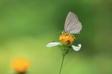 Close-up image of a single Bumble butterfly collecting pollen from a garden white flower
