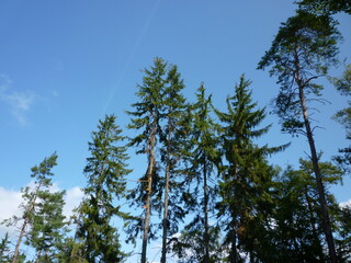 Trees and blue sky in Bohemian Paradise in czech Republic