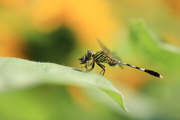dragonfly in dewy grass at sunrise. blurred background of grass and pond. dragonfly sitting on the grass