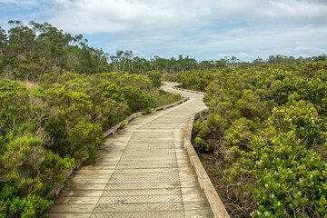 Fototapeta na wymiar The boardwalk through the mangroves at the Rhyll Inlet wetlands on Phillip Island, Victoria, Australia