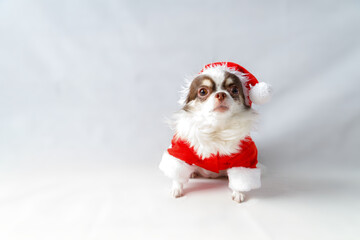 Chihuahua dog wearing a red christmas santa costume with gift box and looks at camera.