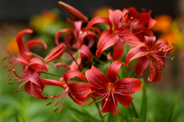 Red lilies in the garden, close-up