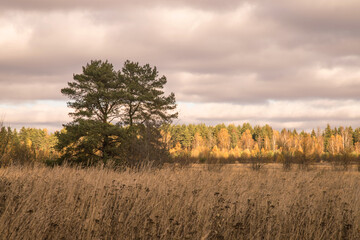 Fototapeta premium View of the autumn field and forest in late autumn. Autumn landscape.